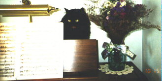 Iggy sitting on top of an organ