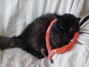 Elderly Iggy at 20 years of age