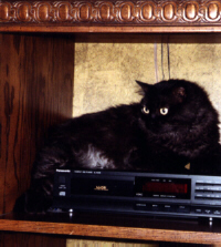 Iggy lying on top of a VCR